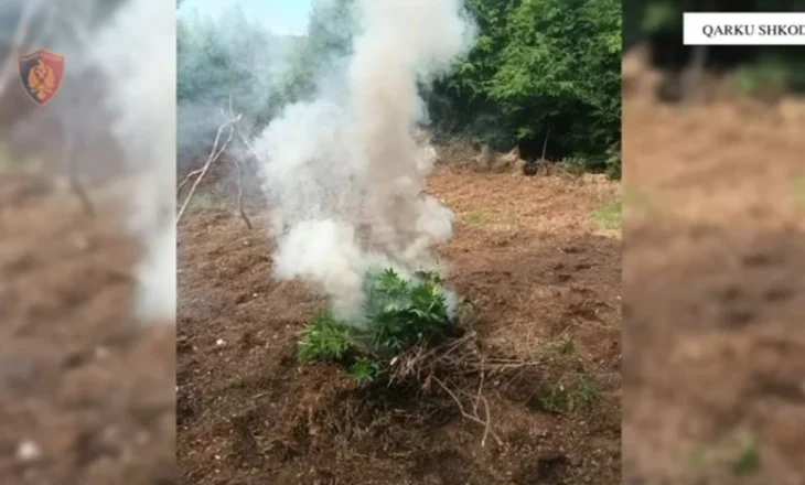 Zbulohen plantacione të narkotikëve në Shkodër, mbi 1200 rrënjë kanabisi të shkatërruara në të gjithë qarkun