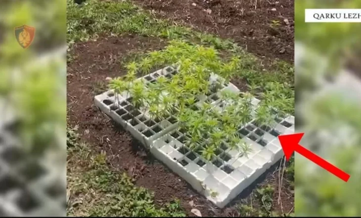Zbulohet parcela me mbi 3000 fidanë narkotikësh në Lezhë! Arrestohet 30-vjeçari, ishte shpallur në kërkim për plagosje