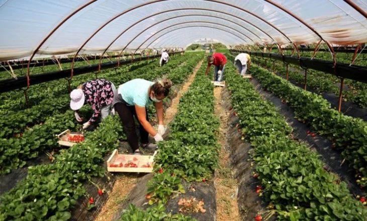 69.917 aplikime për subvencione në bujqësi, kush përfiton? Nis verifikimi i deklarimeve dhe plotësimi i dosjeve