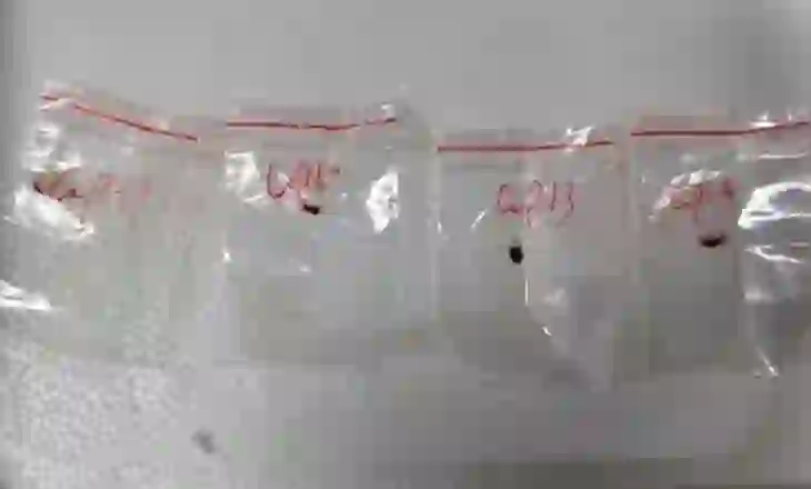 Agro-terrorizëm/ 2 shkencëtarë kinezë kapen duke tentuar të fusnin në SHBA kërpudhën e ndaluar
