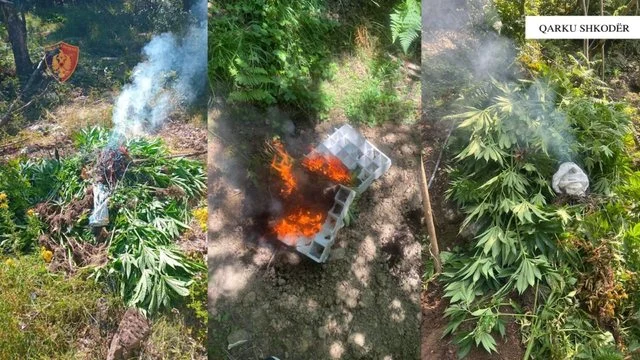 Asgjësohen 3 mijë e 679 bimë kanabisi në Shkodër, vihet nën hetim inxhinieri i pyjeve
