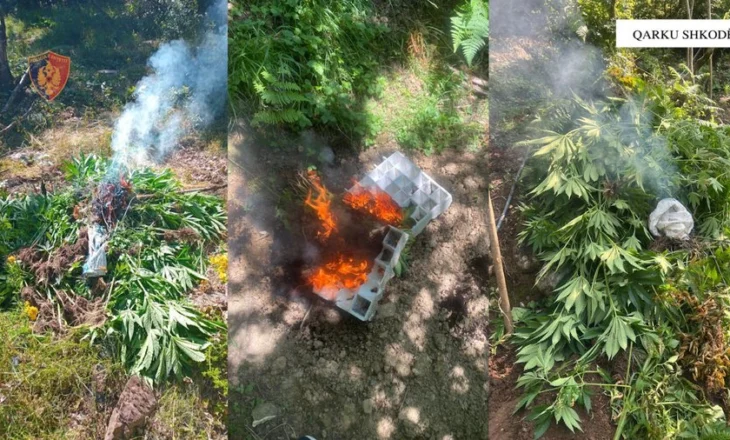 Asgjësohen 3679 fidanë dhe bimë Cannabis Sativa në Shkodër, procedohet inxhinieri i pyjeve