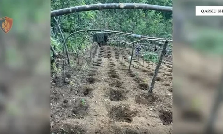 Asgjësohen mbi 2 mijë bimë kanabisi në Shkodër, në hetim 4 persona. Mes tyre dhe inxhinieri i pyjeve