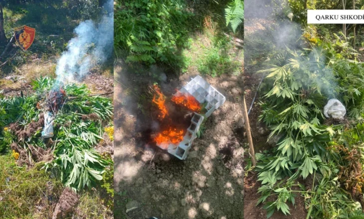 Asgjësohen mbi 3600 fidanë dhe bimë kanabis në Shkodër, procedohet inxhinieri i pyjeve