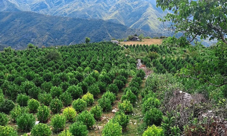 Asgjësohen rreth 13 mijë fidanë kanabis në Shkodër, procedohet inxhinieri i pyjeve