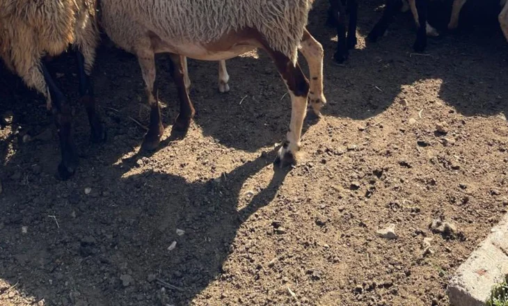 Autoriteti Kombëtar i Veterinarisë bën përditësimet e fundit: Në 12 ferma ka prani të murtajës