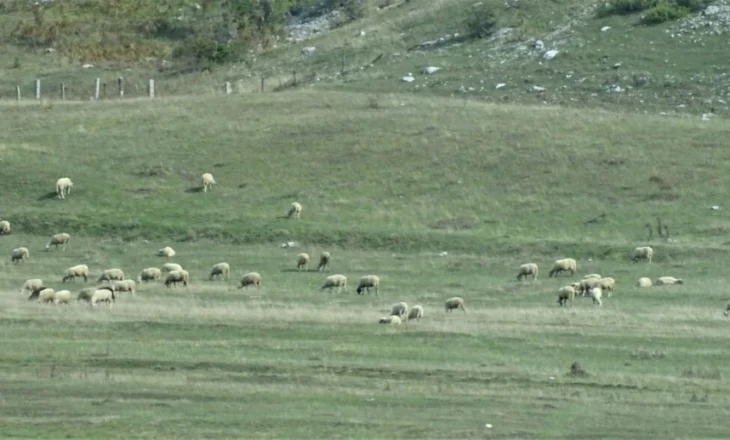 Blegtoria në pikiatë, ulet numri i kafshëve dhe prodhimi! Ç’tregojnë të dhënat e INSTAT
