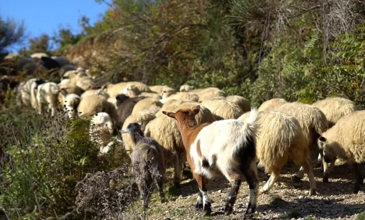 Blegtoria, në rënie! Çdo vit ulet numri i kafshëve, ekspertët: Subvencionet nuk mjaftojnë