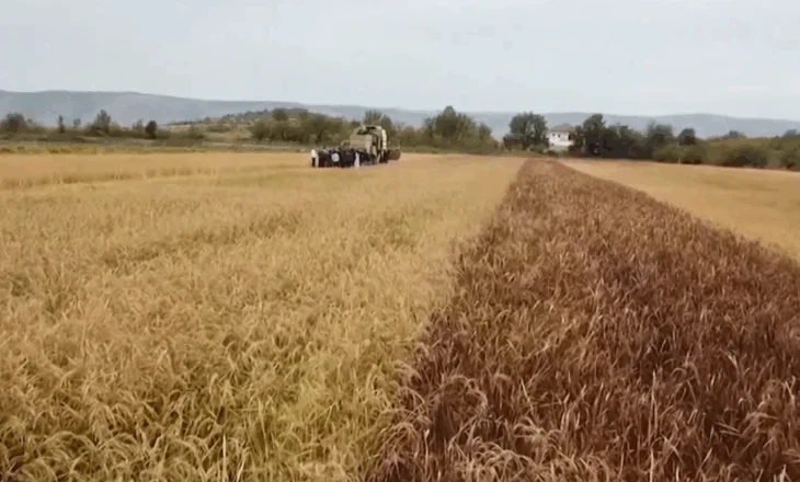 Bujqësia në rritje, blegtoria në rënie