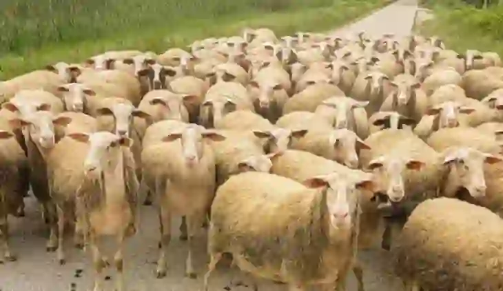Bulqizë/ Murtaja, ngordhin 150 bagëti të imta në Val të Martaneshit