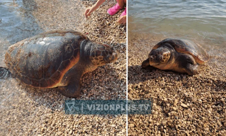 E rrallë/ Breshka Caretta caretta viziton pushuesit në plazhin e Sarandës