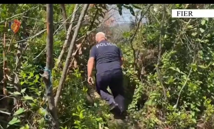 Fier – Goditet një tjetër rast i tentativës për kultivim të kanabisit, arrestohet autori