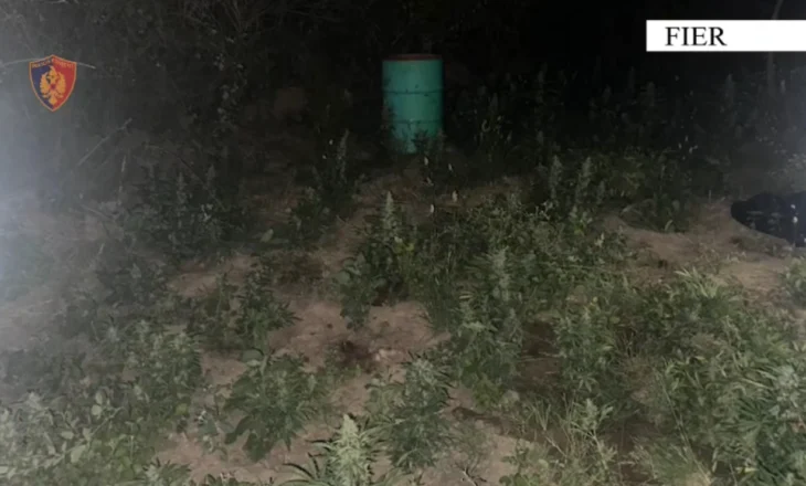 Fier/ Operacioni antidrogë “Koordinata” – Arrestohen 2 persona, asgjësohen 284 bimë narkotike