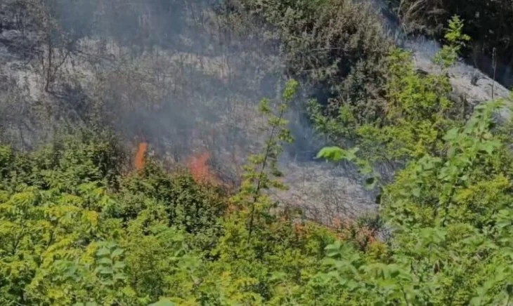 Fier/ Përfshihet nga flakët kodra me ullishte