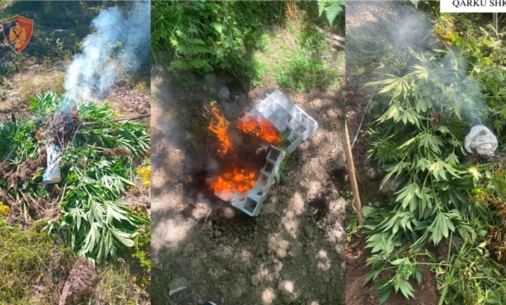 FOTO – Operacioni “Koordinata”, kapen 3679 bimë narkotike në zonën e Dukagjinit, procedohet inxhinieri