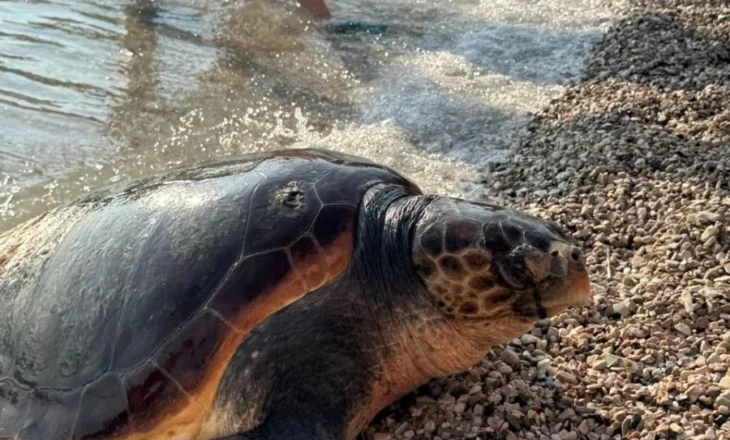 FOTO/ Sarandë: Breshkë deti del në breg ,dyshohet se është goditur nga mjet lundrues