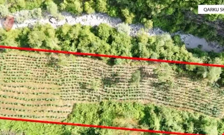 Gjenden mbi 12 mijë rrënjë kanabis në Shkodër, asnjë i arrestuar, procedohen zyrtarë lokalë