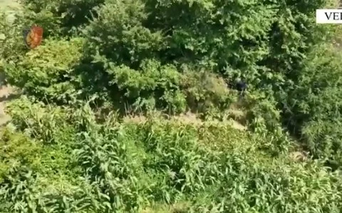 Gjenden mbi 1400 bimë narkotike, pranga 34-vjeçarit. Vijon operacioni në Shkodër