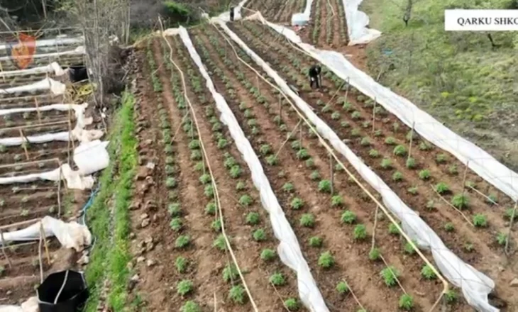 Gjenden mbi 5 mijë bimë kanabisi në Shkodër/ Nisin hetimet për 5 kryetarë të…