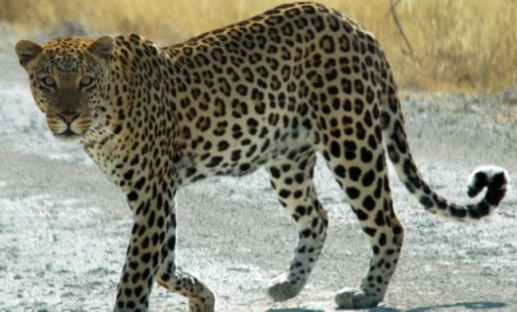 Gjumi në lartësi është sekreti i rehatisë së leopardëve në pemë