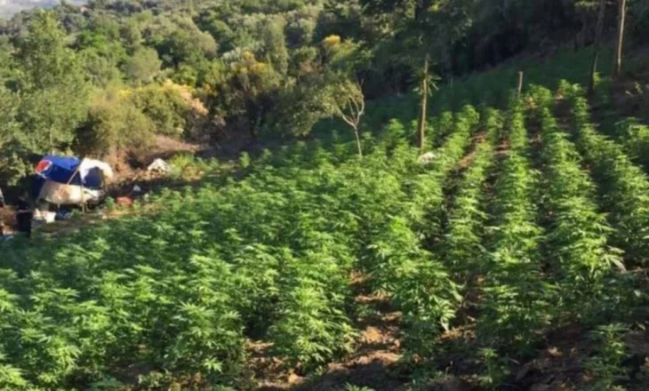 Goditet një tjetër rast i kultivimit të narkotikëve në Kukës, arrestohet 60-vjeçari, shpallet në kërkim vëllai i tij