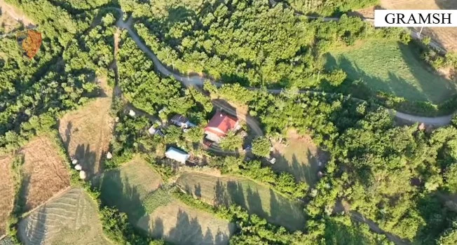 Gramsh/ U kap duke u kujdesur për kanabisin, pranga 63 vjeçarit. Në kërkim i biri