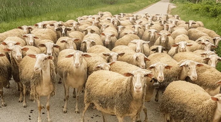 Identifikohen 4 vatra të murtajës së bagëtive të imëta, ngordhin 716 krerë