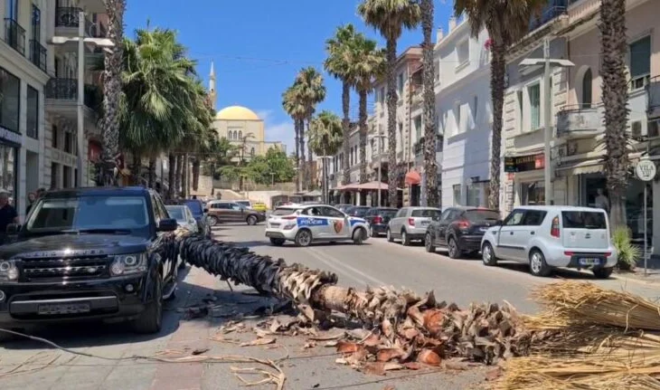 Kalimtarët në rrezik/ Palma bie në mes të rrugës në bulevardin “Epidamn” në Durrës