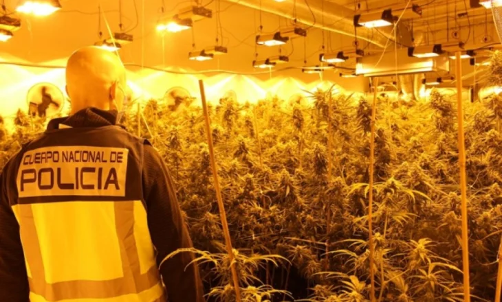 Kapen dy plantacione të mëdha marijuane/ Goditet grupi shqiptar, 5 të arrestuar në Spanjë