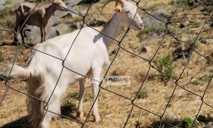 Karantinohet ferma e bagëtive në Shkodër pas dyshimeve për një sëmundje virale