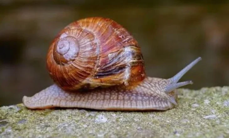 Kërmijtë vrasës, alarm në Australi me butakët që infektojnë qentë dhe rrezikojnë njeriun