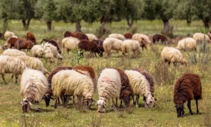 Konfirmohet rasti i parë i murtajës tek kafshët në Shqipëri, preket ferma e dhive në Shkodër