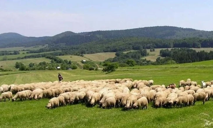Konfirmohet rasti i parë me murtajën që prek bagëtitë e imta në Shqipëri