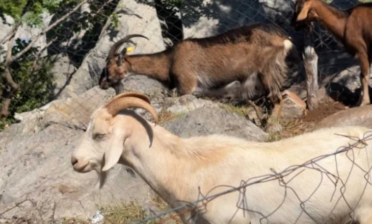 Konfirmohet vatra e parë e Murtajës së Bagëtive në Libohovë, 256 krerë në karantinë