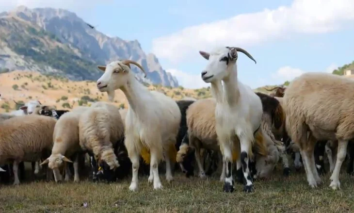 Kosova ndalon importin e deleve dhe dhive nga gjithë Shqipëria