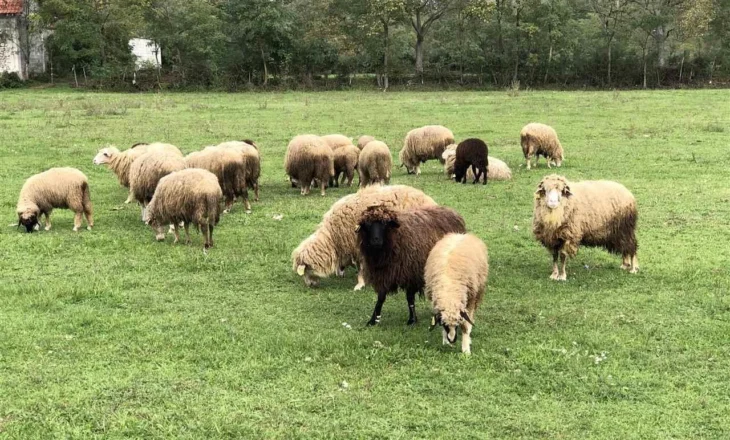 Kosova ndalon importin e deleve dhe dhive nga Shkodra dhe Kukësi