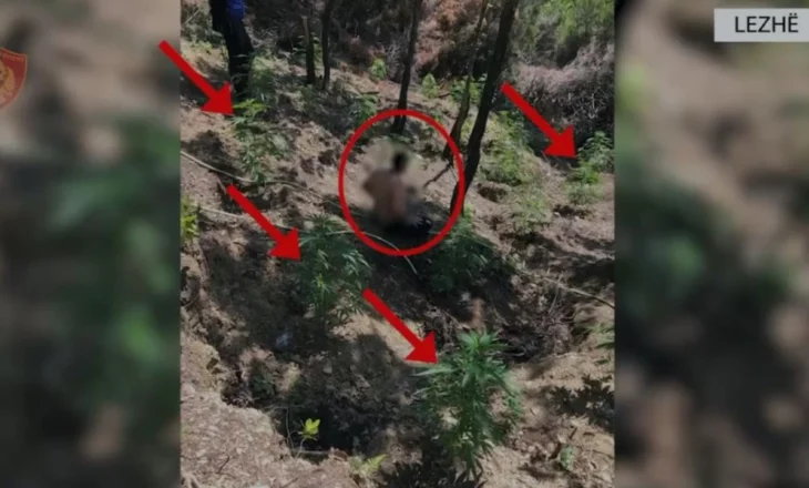 Lëndë narkotike të mbjella në Lezhë, arrestohet në flagrancë 45-vjeçari! U gjet duke u kujdesur për bimët e kanabisit