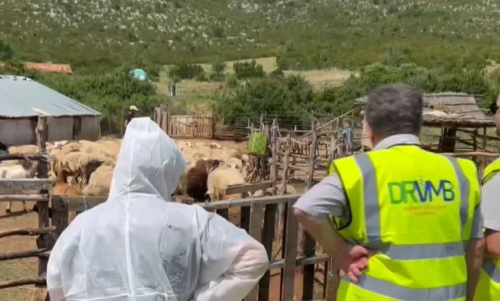 Masat kundër murtajës në Kolonjë, autoritetet takim me blegtorët e zonës ku mbahen rreth 47 mijë krerë bagëti të imta