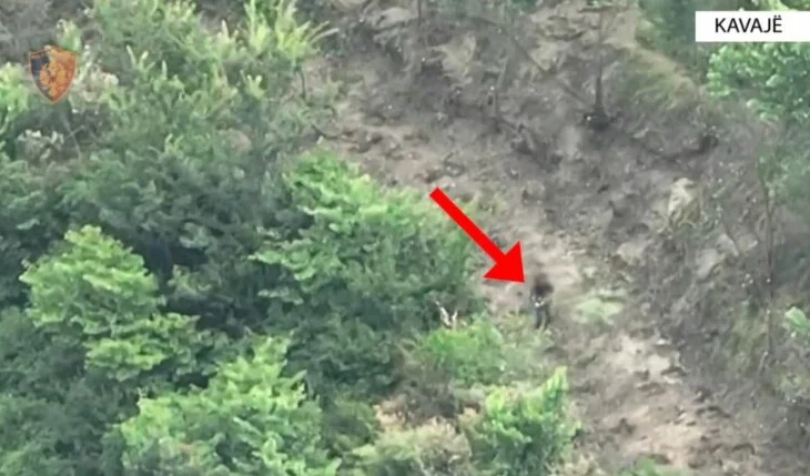 Mbollën 8 miniparcela me kanabis në Lekaj të Kavajës, policia i zbuloi me dron