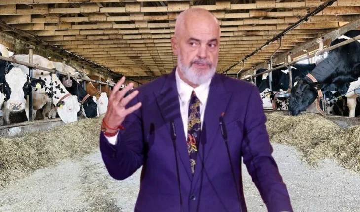 Mungesa e politikave bujqësore/ Si po “zhduken” lopët e qumështit, në 10 vite tkurren me 37%