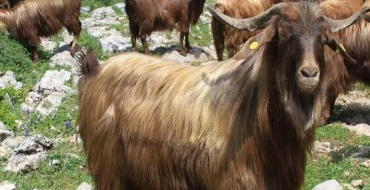 Murtaja e bagëtive, konfirmohet vatra e parë në qarkun e Korçës