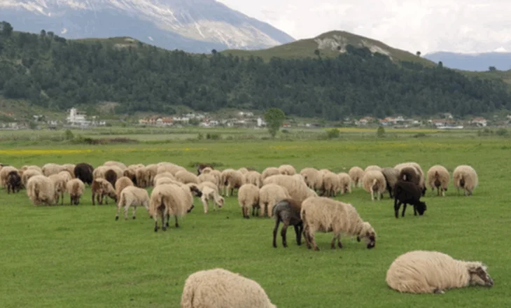 Murtaja e bagëtive, Ministria e Bujqësisë: Nuk cënon shëndetit e njeriut sepse s’transmetohet