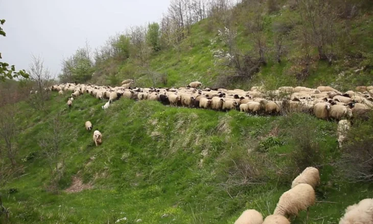 Murtaja e bagëtive në Gjirokastër/ Sëmundja virale u shfaq në një fermë në Libohovë, karantinohet tufa