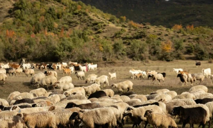 Murtaja e bagëtive përhapet në 6 bashki të Shqipërisë, e pranishme në 8 vatra