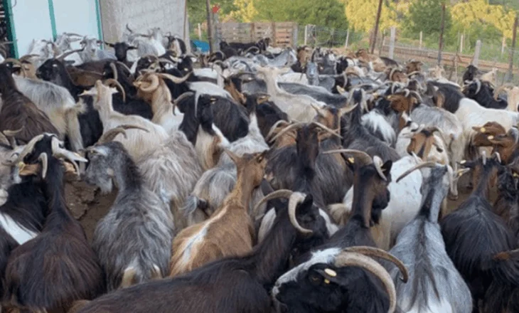 Murtaja e bagëtive të imta në Shkodër, vendoset në karantinë ferma, dhitë do asgjësohen