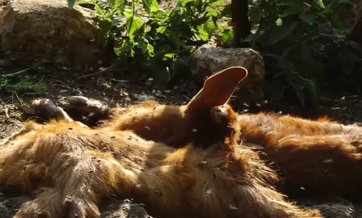 Murtaja e bagëtive, zgjerohet harta! Ka shkuar në 10 numri i vatrave, 12 ferma me të imta janë infektuar