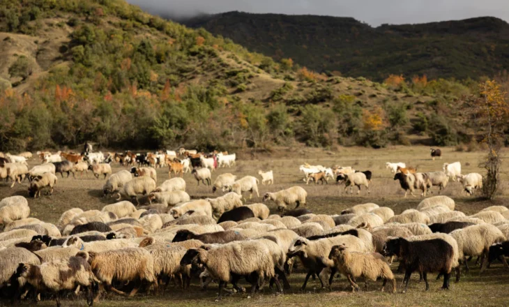 Murtaja te delet në Shqipëri, ja qarqet ku janë 4 vatrat e identifikuara