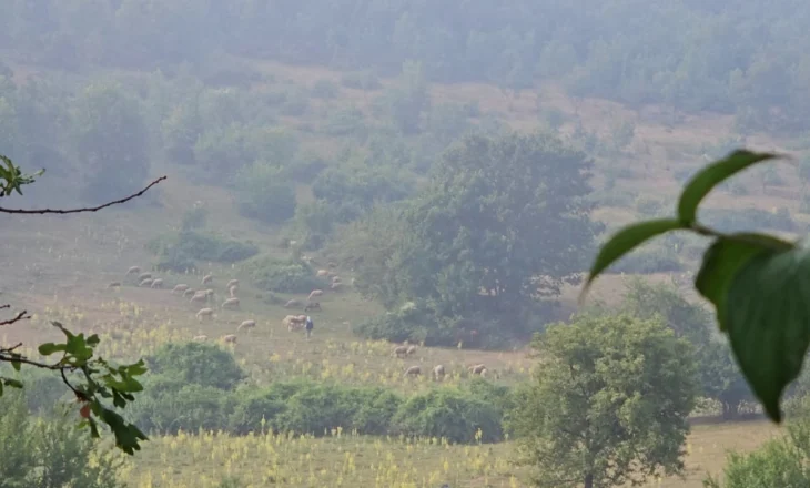 Murtaja tek bagëtitë nuk kursen as Kukësin, tregjet nuk shesin më bagëti të imta
