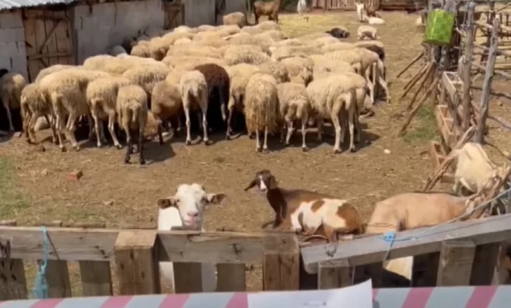 Murtaja zbret në Devoll! Dhjetëra bagëti të prekura nga sëmundja, zona në karantinë