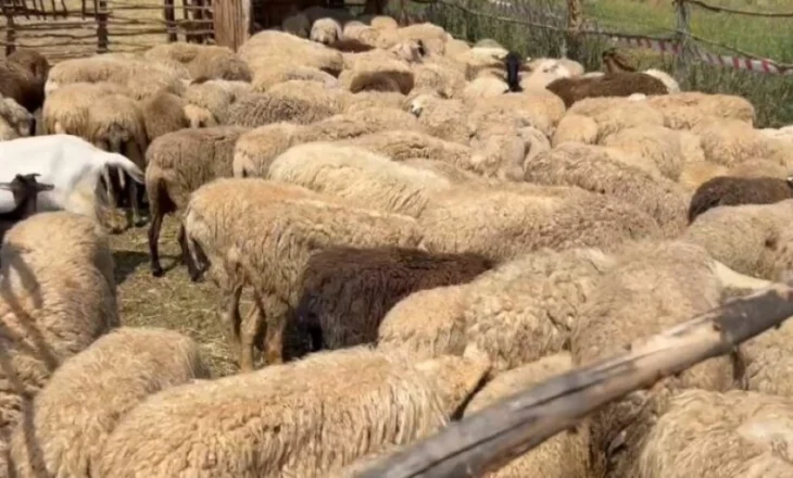Ndalohet përkohësisht tregtimi i bagëtive të imta